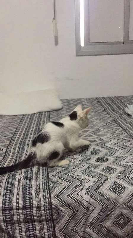 Gato raça  idade 2 a 6 meses nome Linda