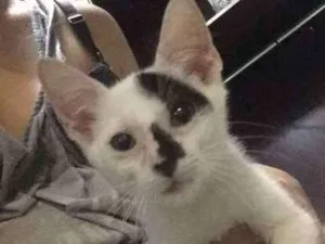 Gato raça  idade 2 a 6 meses nome Linda