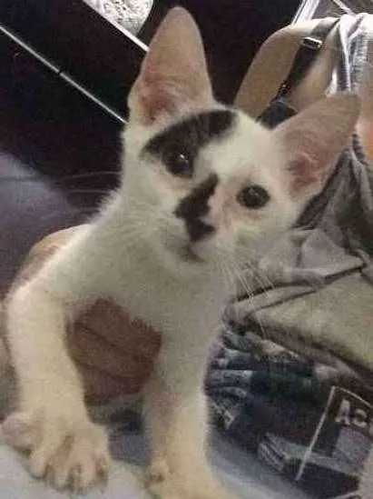 Gato raça  idade 2 a 6 meses nome Linda