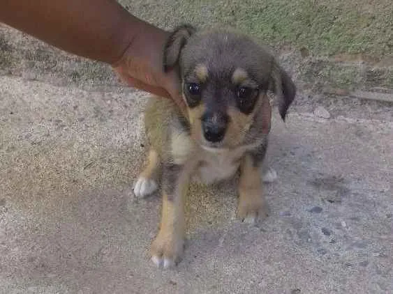 Cachorro ra a Fox paulistinha idade 2 anos nome Pretinha