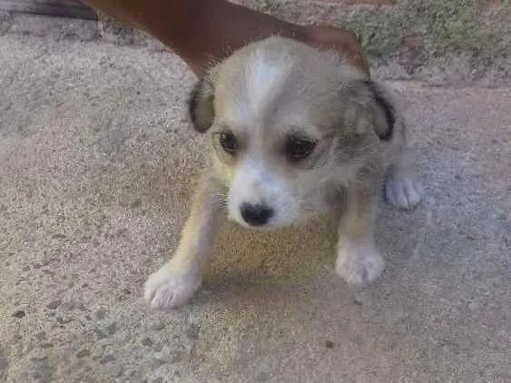 Cachorro ra a Fox paulistinha idade 2 anos nome Pretinha