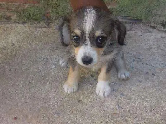 Cachorro ra a Fox paulistinha idade 2 anos nome Pretinha