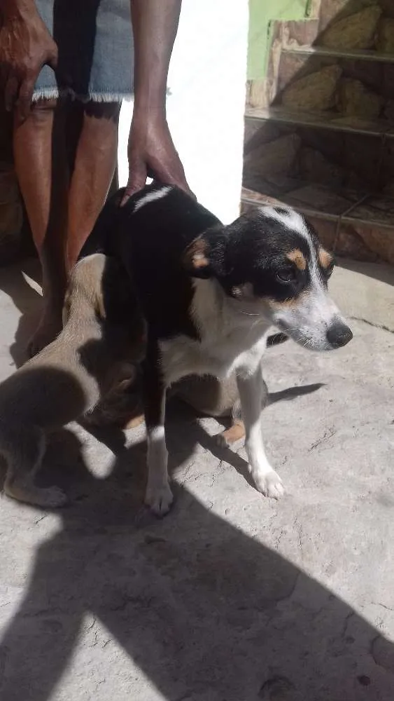 Cachorro ra a Fox paulistinha idade 2 anos nome Pretinha