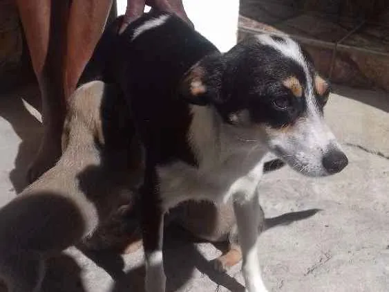 Cachorro ra a Fox paulistinha idade 2 anos nome Pretinha