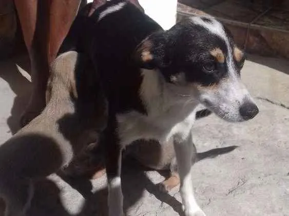 Cachorro ra a Fox paulistinha idade 2 anos nome Pretinha