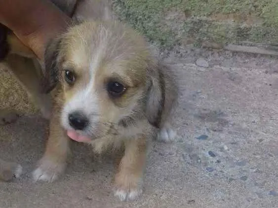 Cachorro ra a Fox paulistinha idade 2 anos nome Pretinha