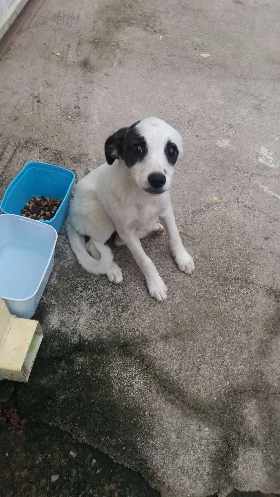 Cachorro ra a  idade 2 a 6 meses nome sem nome