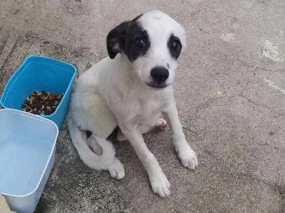 Cachorro ra a  idade 2 a 6 meses nome sem nome