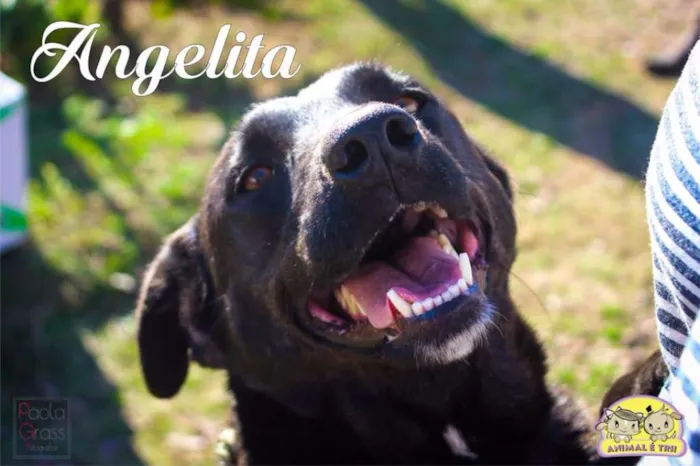 Cachorro ra a SRD idade 3 anos nome Angelita