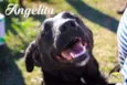 Angelita