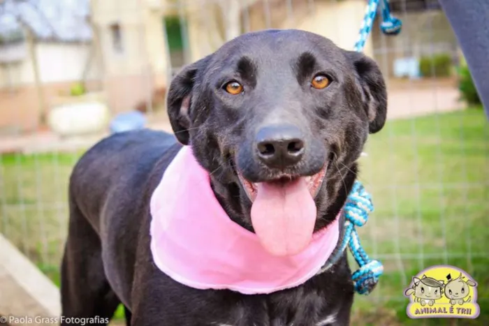 Cachorro ra a SRD idade 3 anos nome Angelita