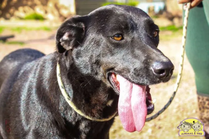 Cachorro ra a SRD idade 3 anos nome Angelita