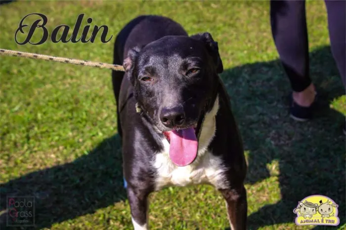 Cachorro ra a SRD idade 5 anos nome Balin