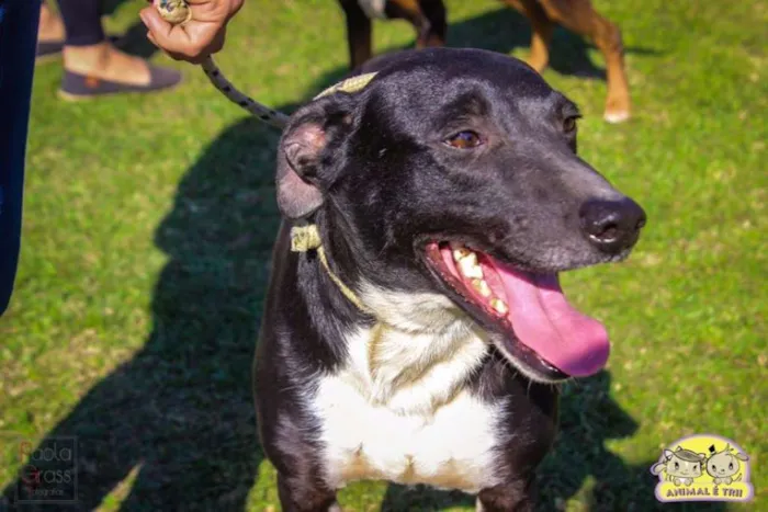 Cachorro ra a SRD idade 5 anos nome Balin