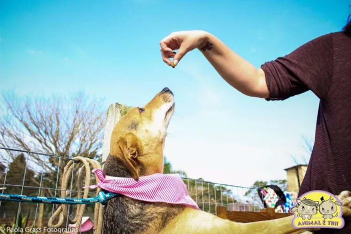 Cachorro ra a SRD idade 6 ou mais anos nome Bel