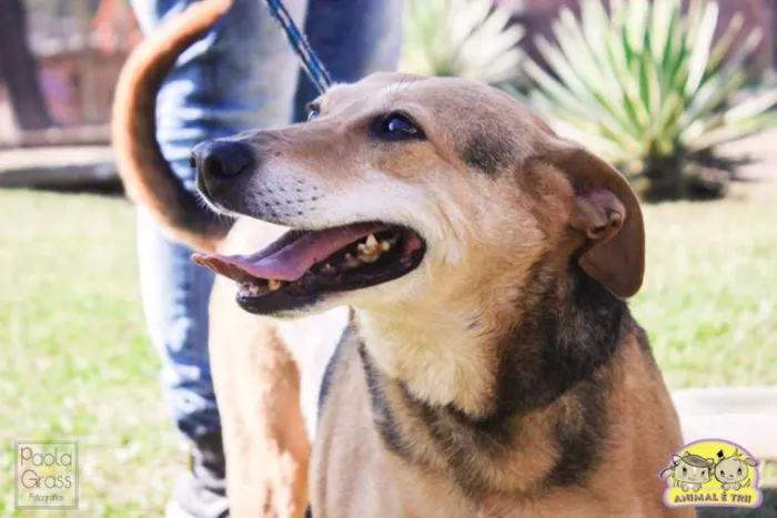 Cachorro ra a SRD idade 6 ou mais anos nome Bel