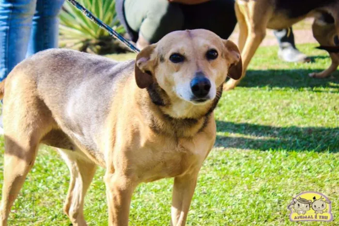 Cachorro ra a SRD idade 6 ou mais anos nome Bel