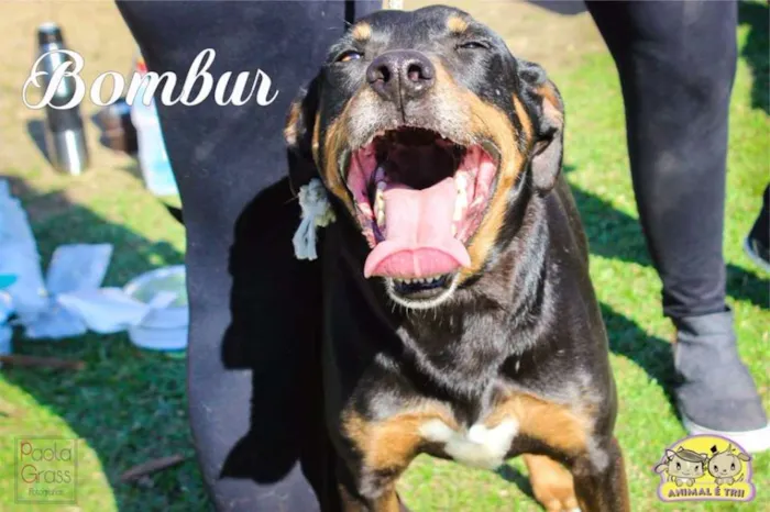 Cachorro ra a SRD idade 5 anos nome Bombur