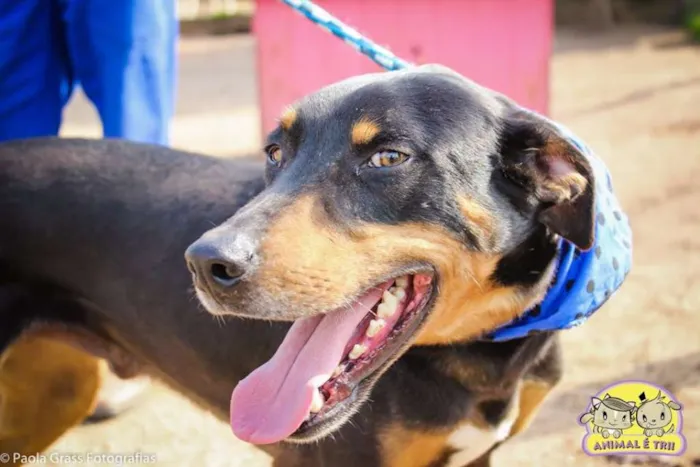 Cachorro ra a SRD idade 5 anos nome Bombur