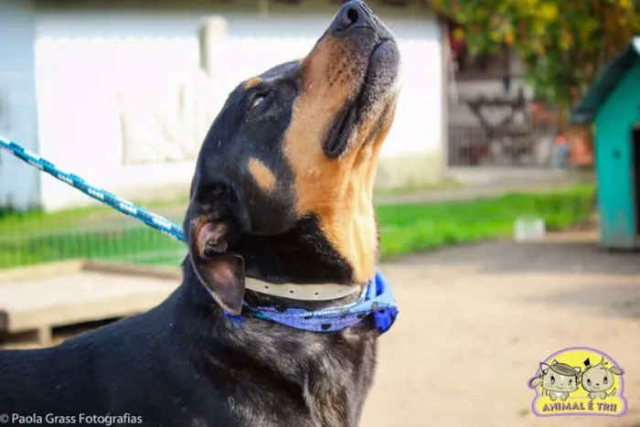 Cachorro ra a SRD idade 5 anos nome Bombur