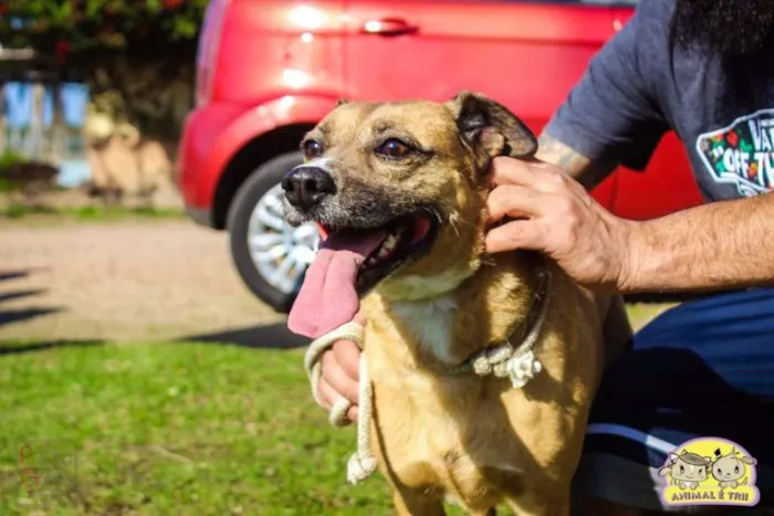 Cachorro ra a SRD idade 6 ou mais anos nome Bóris
