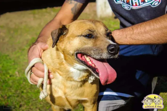 Cachorro ra a SRD idade 6 ou mais anos nome Bóris