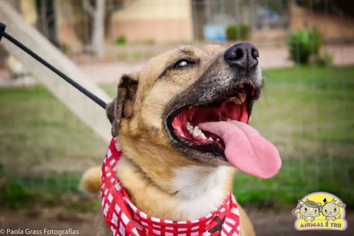 Cachorro ra a SRD idade 6 ou mais anos nome Bóris