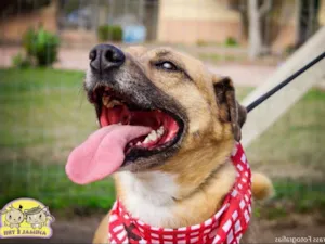 Cachorro raça SRD idade 6 ou mais anos nome Bóris