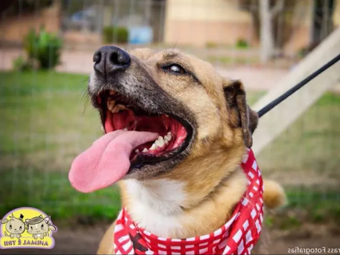 Cachorro ra a SRD idade 6 ou mais anos nome Bóris
