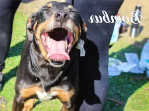 Cachorro raça SRD idade 5 anos nome Bombur