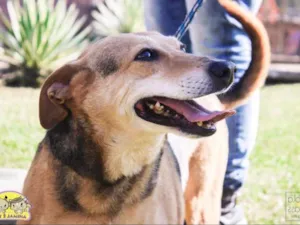 Cachorro raça SRD idade 6 ou mais anos nome Bel