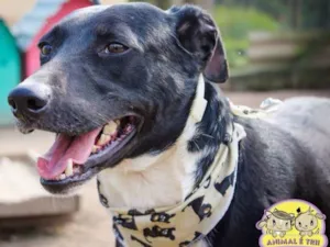 Cachorro raça SRD idade 5 anos nome Balin