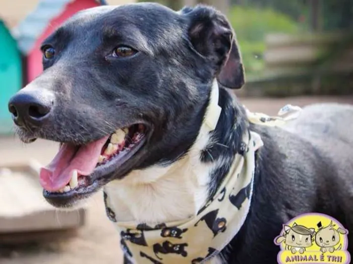 Cachorro ra a SRD idade 5 anos nome Balin