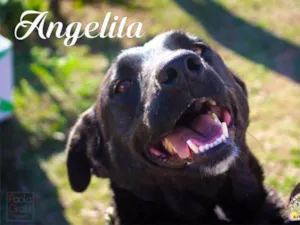 Cachorro raça SRD idade 3 anos nome Angelita