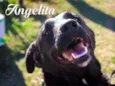 Angelita
