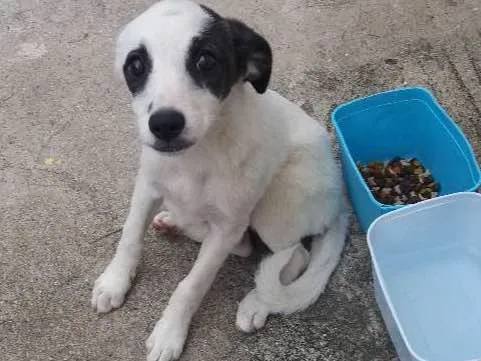 Cachorro ra a  idade 2 a 6 meses nome sem nome