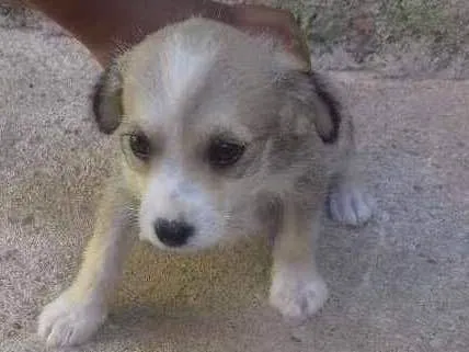 Cachorro ra a Fox paulistinha idade 2 anos nome Pretinha