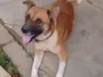 Fera