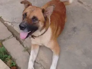 Cachorro raça Indefinido idade 4 anos nome Fera