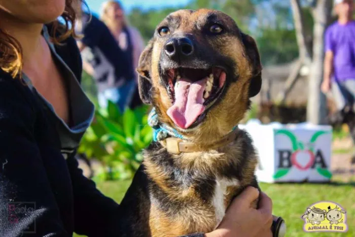 Cachorro ra a SRD idade 3 anos nome Dom