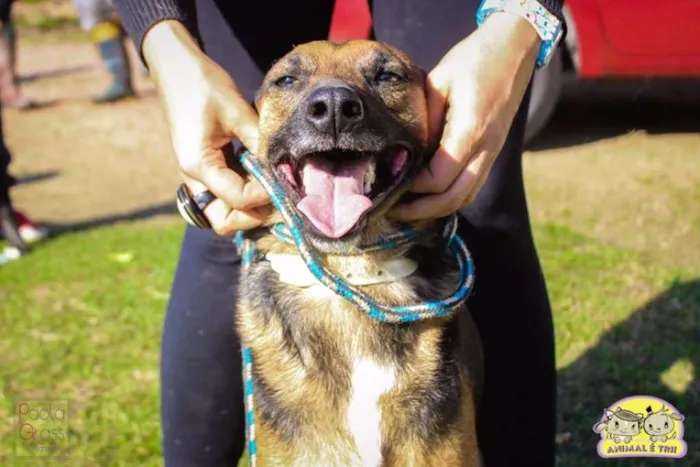 Cachorro ra a SRD idade 3 anos nome Dom