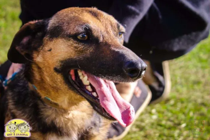 Cachorro ra a SRD idade 3 anos nome Dom