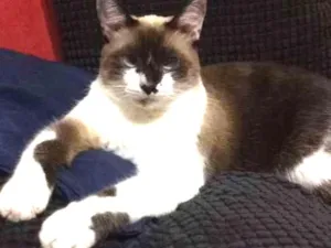 Gato raça Siamesa idade 5 anos nome Rory