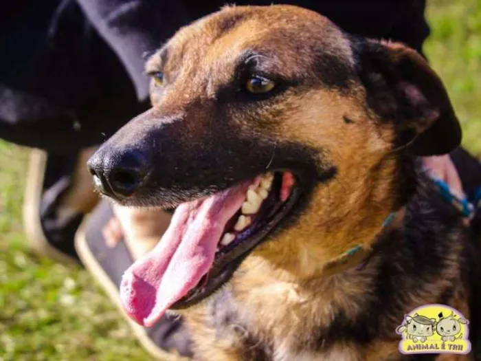 Cachorro ra a SRD idade 3 anos nome Dom