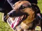 Cachorro raça SRD idade 3 anos nome Dom
