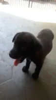 Pepa