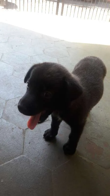 Cachorro ra a Vira Lata idade Abaixo de 2 meses nome Pepa