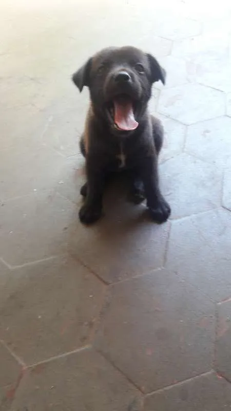 Cachorro ra a Vira Lata idade Abaixo de 2 meses nome Pepa