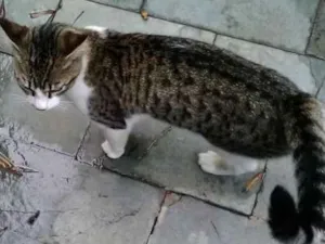 Gato raça xxxxxx idade 1 ano nome xxxxxx