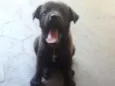 Pepa
